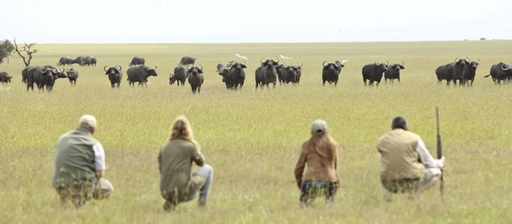safari